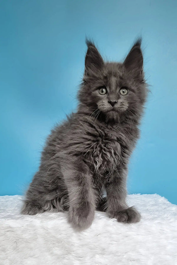 Jaguar | maine coon kitten