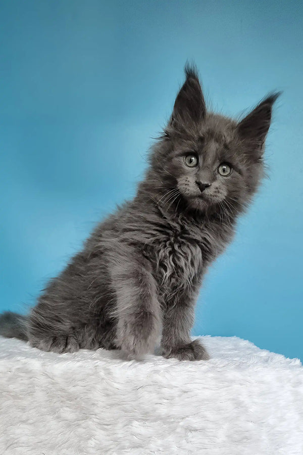 Jaguar | maine coon kitten