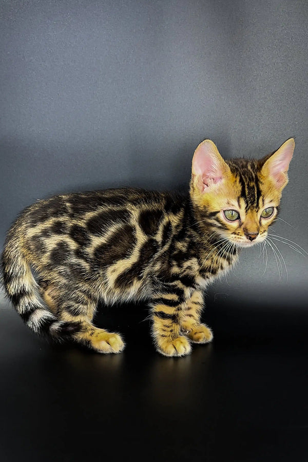 Bengal kitten Jak with a spotted coat and alert expression ready for adventure