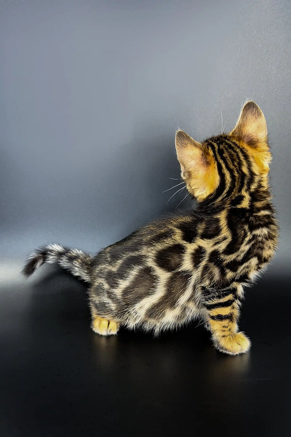 Adorable Bengal kitten Jak showcasing its unique spotted and striped fur pattern