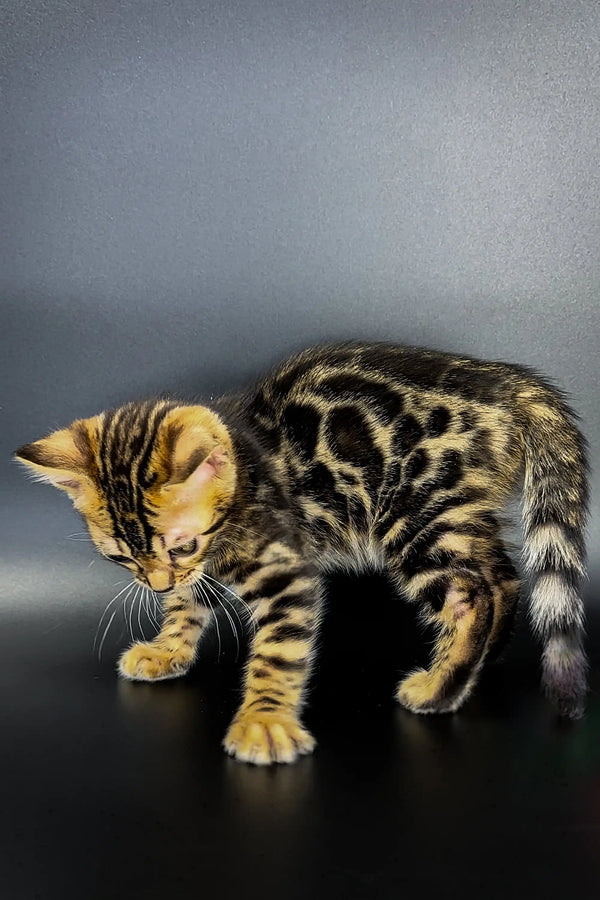 Playful Bengal kitten Jak grooming its unique spotted coat