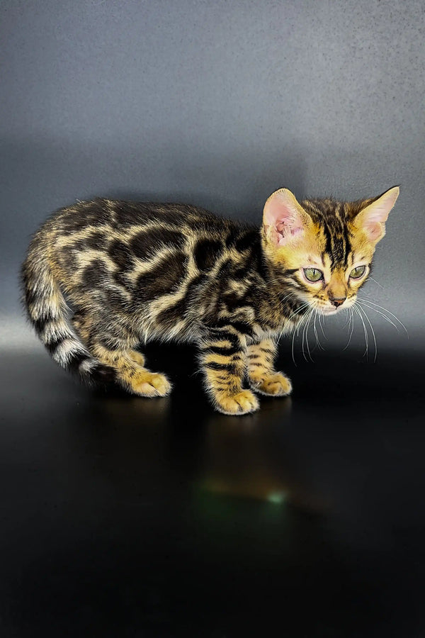 Playful Bengal kitten Jak showing off its unique spotted coat and curious look