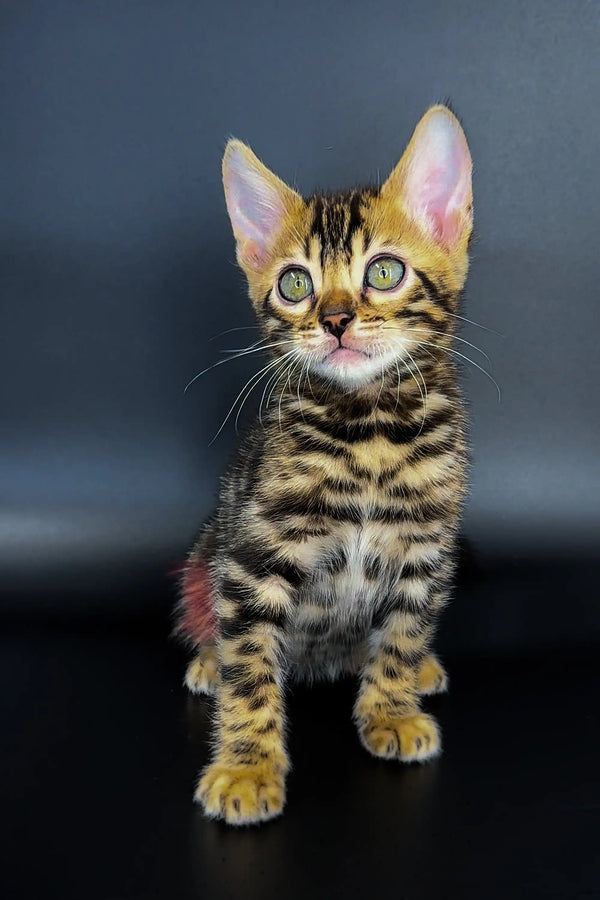 Bengal kitten Jak showing off his cool striped fur and bright green eyes