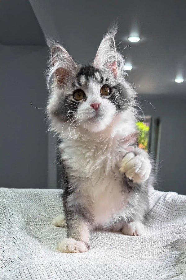 Jakona | maine coon kitten