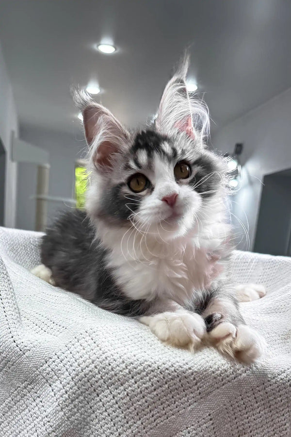 Jakona | maine coon kitten