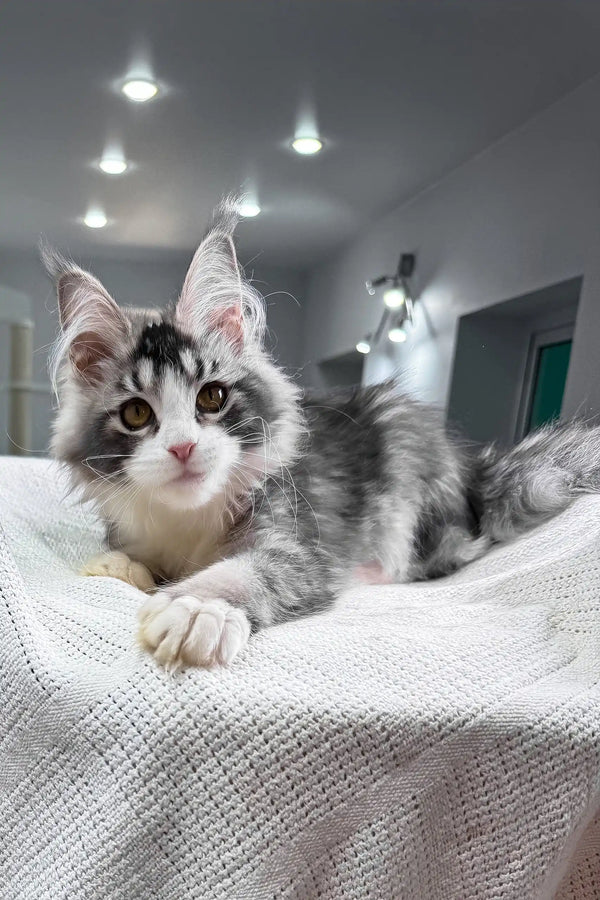Jakona | maine coon kitten