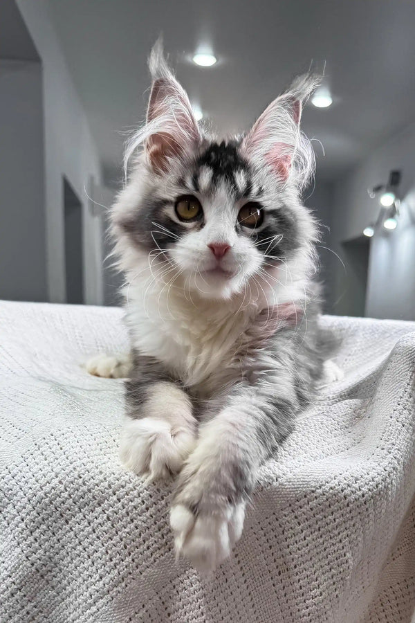 Jakona | maine coon kitten