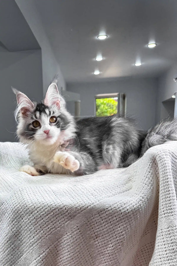 Jakona | maine coon kitten