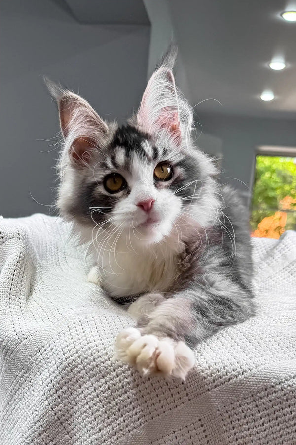 Jakona | maine coon kitten