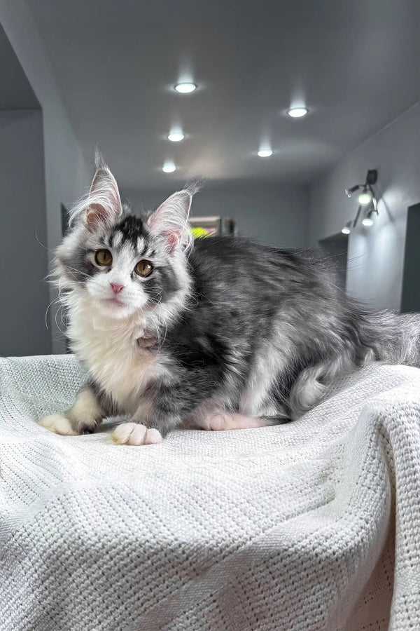 Jakona | maine coon kitten