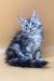 Adorable Gray Tabby Maine Coon Kitten featured in Jamaly Maine Coon Kitten product