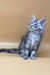 Cute Gray Tabby Maine Coon Kitten from Jamaly, perfect playful companion