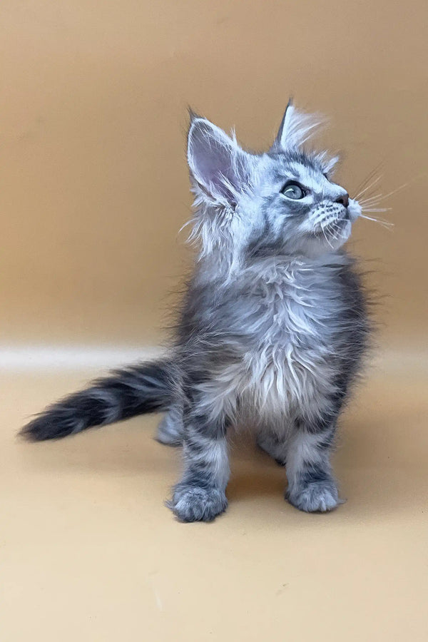 Gray tabby kitten cuddling with Jamaly, the adorable Maine Coon Kitten