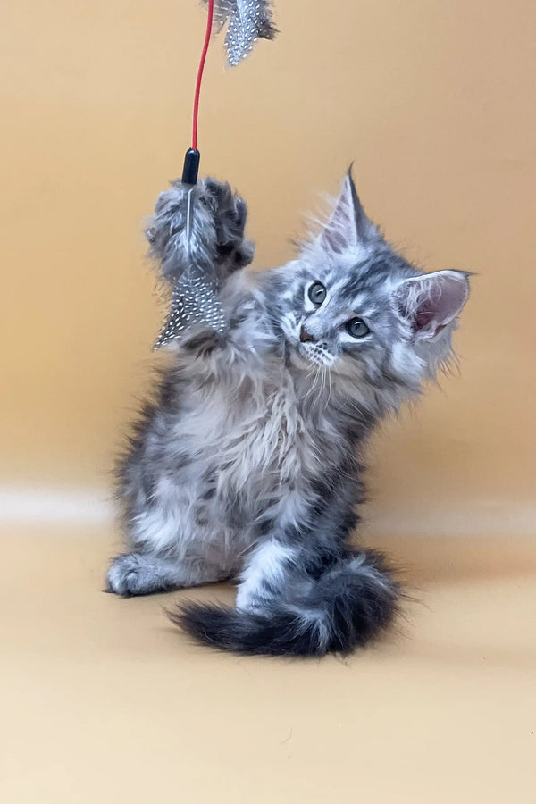 Playful gray tabby kitten from Jamaly Maine Coon Kitten collection