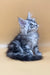 Cute Silver Tabby Maine Coon Kitten in Jamaly product showcase