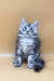 Cute Silver Tabby Maine Coon Kitten from Jamaly, perfect for cat lovers