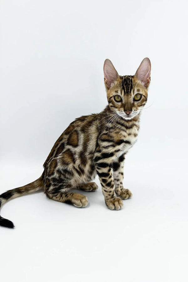 Bengal kitten Jamey with a spotted coat and alert expression looking adorable