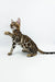 Playful Bengal kitten named Jamey showcasing its unique spotted coat