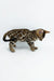 Adorable Bengal kitten with a unique spotted coat pattern in Jamey product