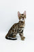 Bengal kitten Jamey showing off its stunning spotted coat while sitting upright