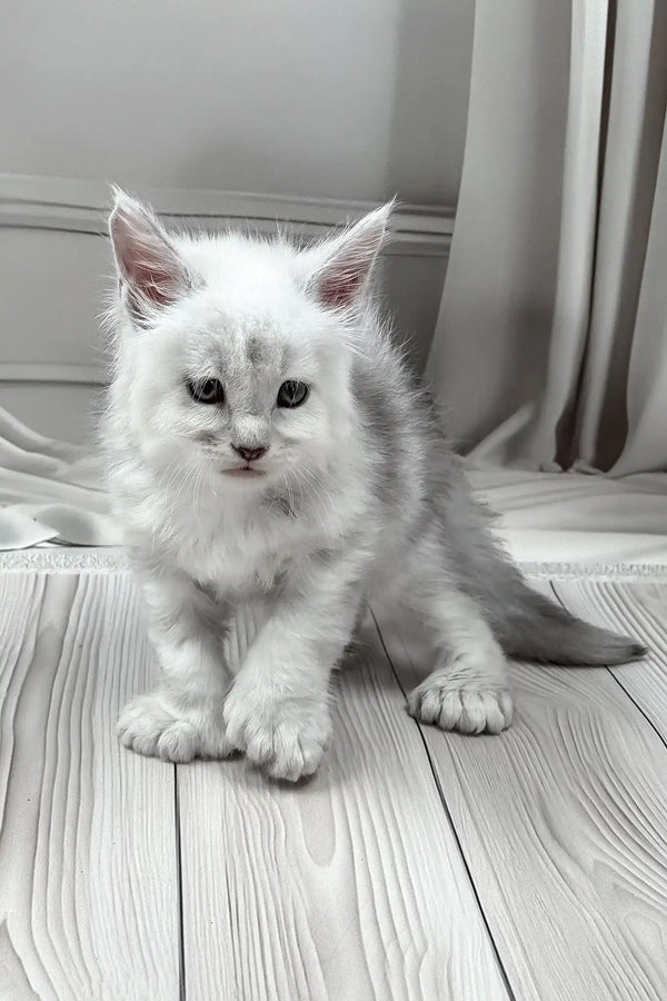 Jamil | polydactyl maine coon