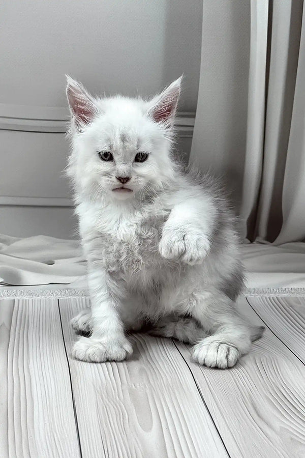 Jamil | polydactyl maine coon