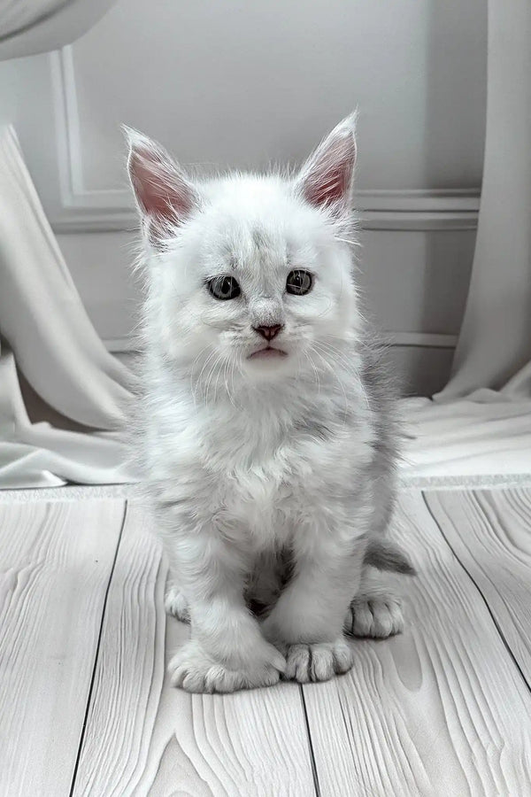 Jamil | polydactyl maine coon