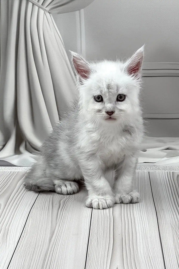 Jamil | polydactyl maine coon