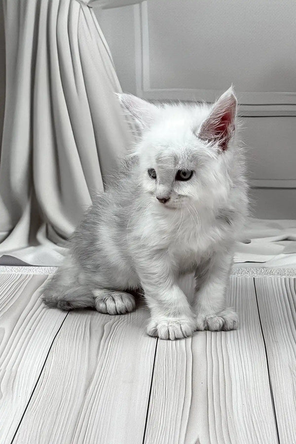 Jamil | polydactyl maine coon