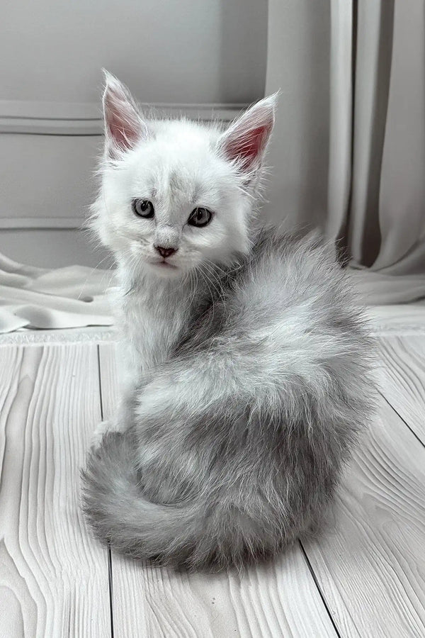 Jamil | polydactyl maine coon