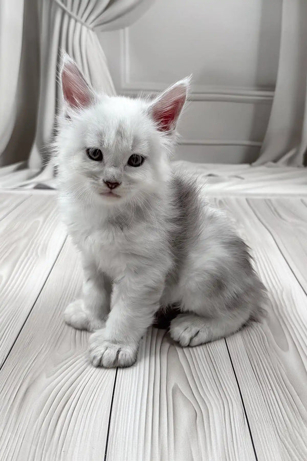Jamil | polydactyl maine coon