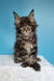 Jan | polydactyl maine coon