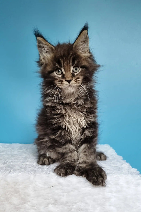 Jan | polydactyl maine coon
