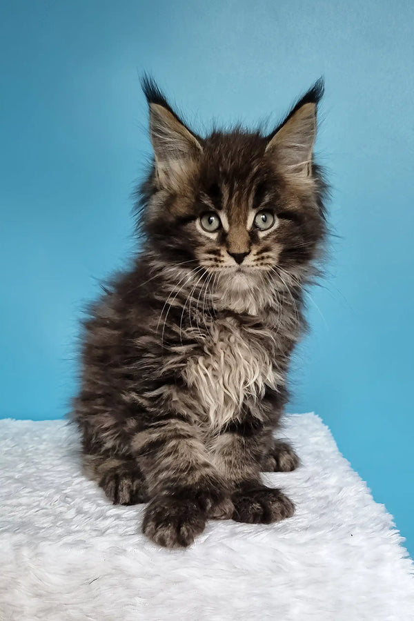 Jan | polydactyl maine coon