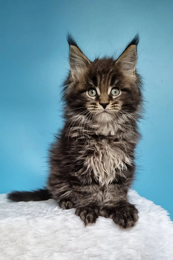 Jan | polydactyl maine coon