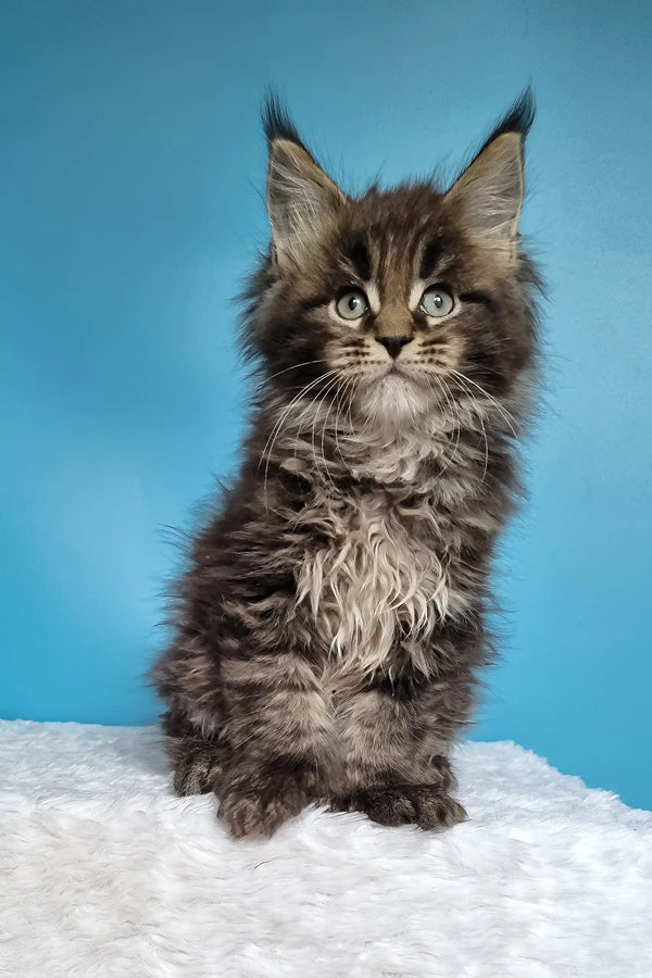 Jan | polydactyl maine coon