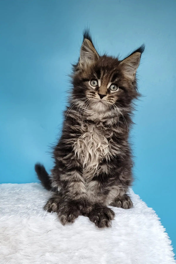 Jan | polydactyl maine coon