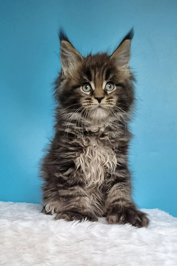 Jan | polydactyl maine coon