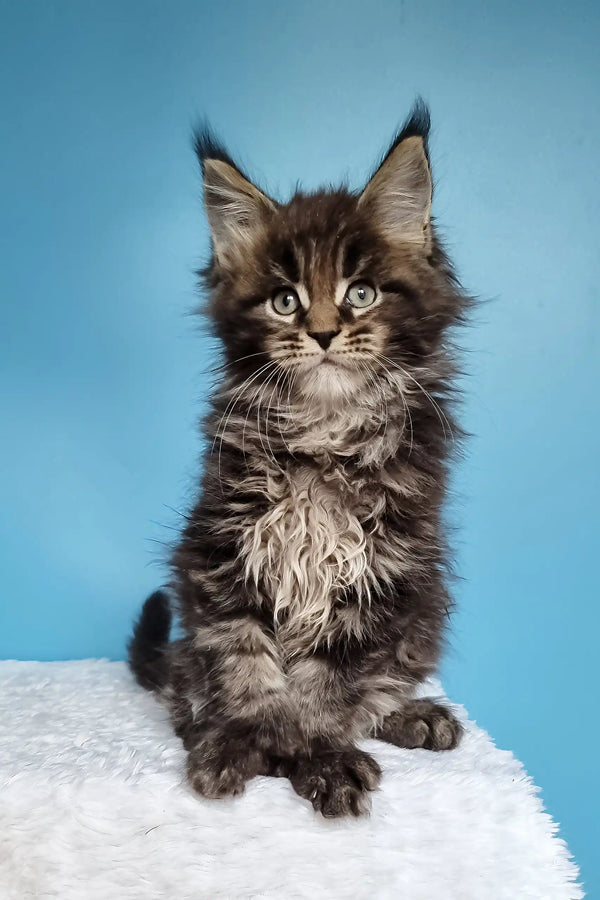 Jan | polydactyl maine coon