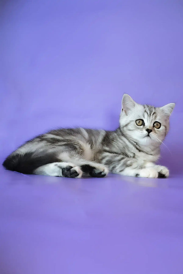 Jane | scottish straight kitten