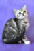 Jane | scottish straight kitten