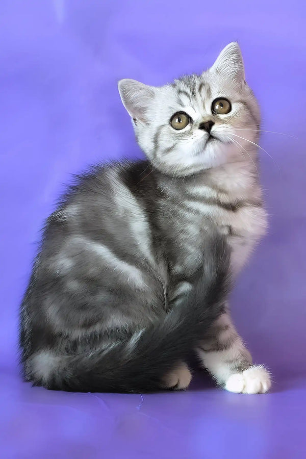 Jane | scottish straight kitten