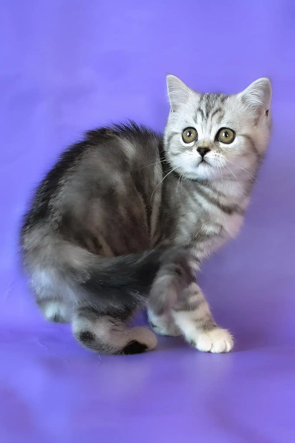 Jane | scottish straight kitten