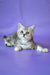 Jane | scottish straight kitten