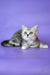 Jane | scottish straight kitten