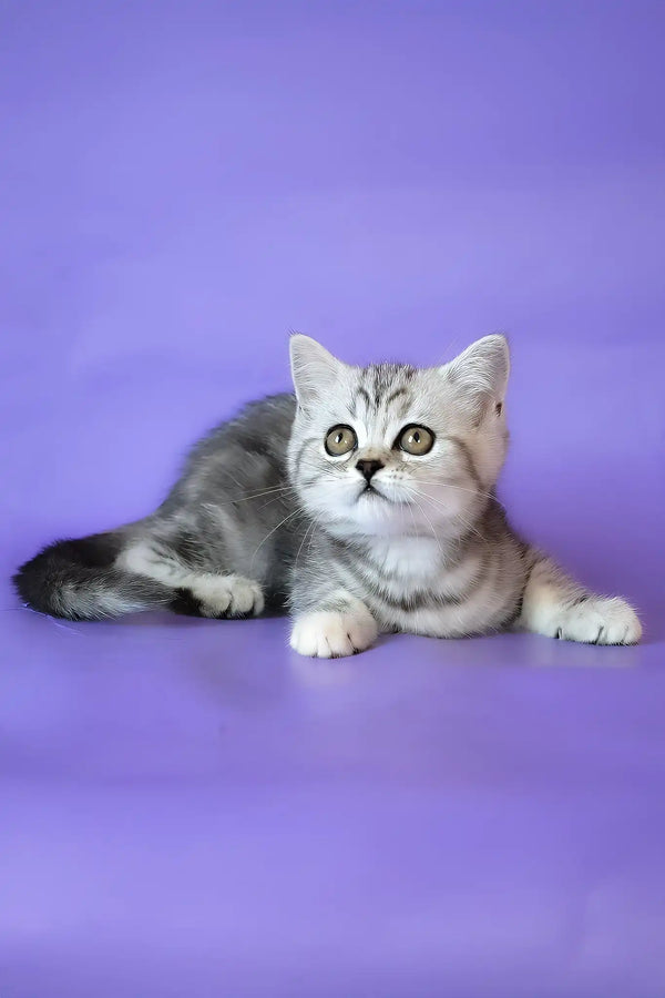 Jane | scottish straight kitten