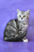 Jane | scottish straight kitten