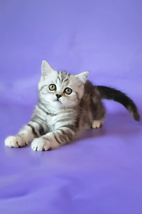 Jane | scottish straight kitten
