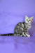 Jane | scottish straight kitten