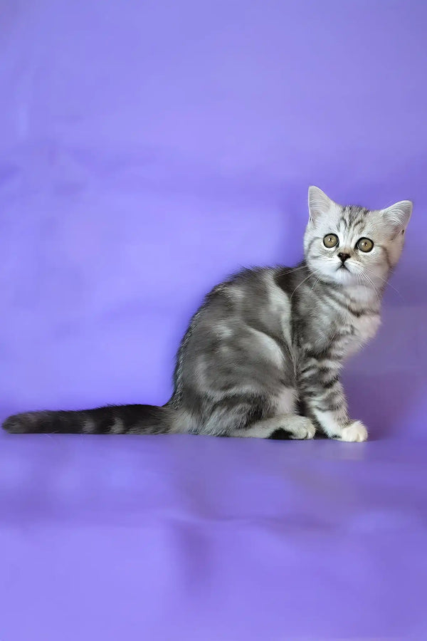 Jane | scottish straight kitten